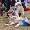 dog walk 2013-5194